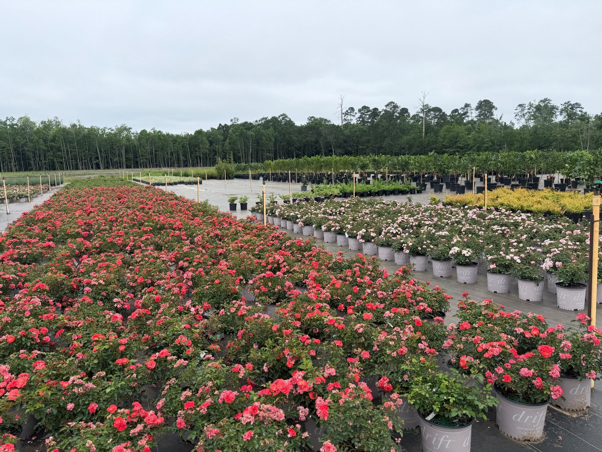 Rows of pink flowering potted plants in a nursery beside rows of saplings and trees