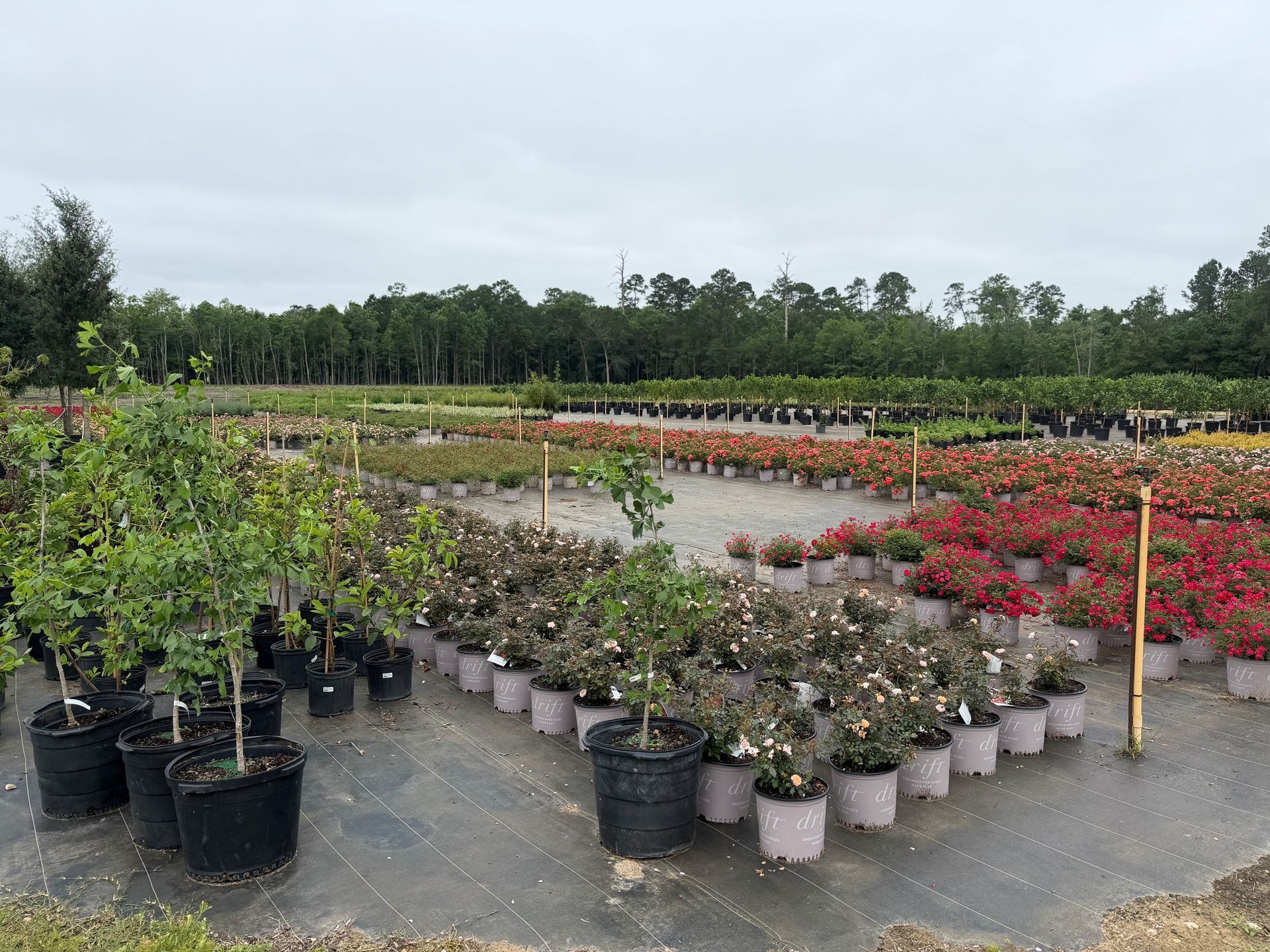 Rows of potted shrubs and flowering plants in a plant nursery under an overcast sky.