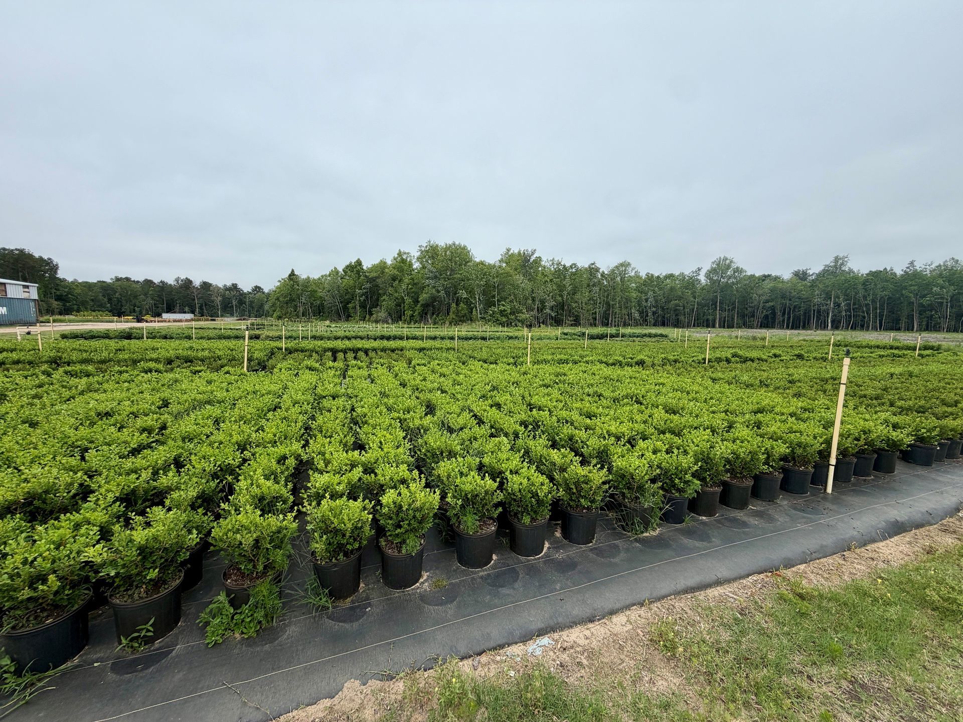 Rows of green seedlings in black nursery bags under a cloudy sky in an outdoor field