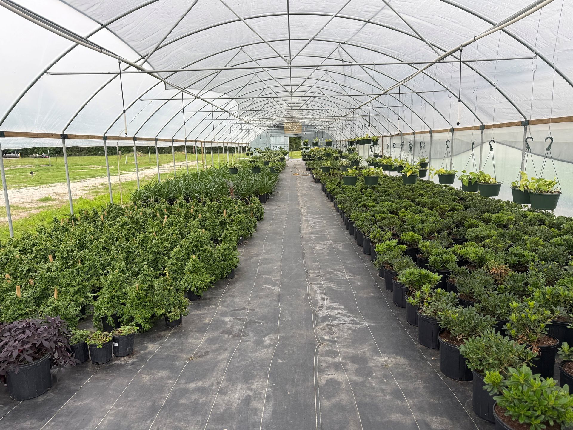 Rows of potted plants in a greenhouse under a translucent arched roof.