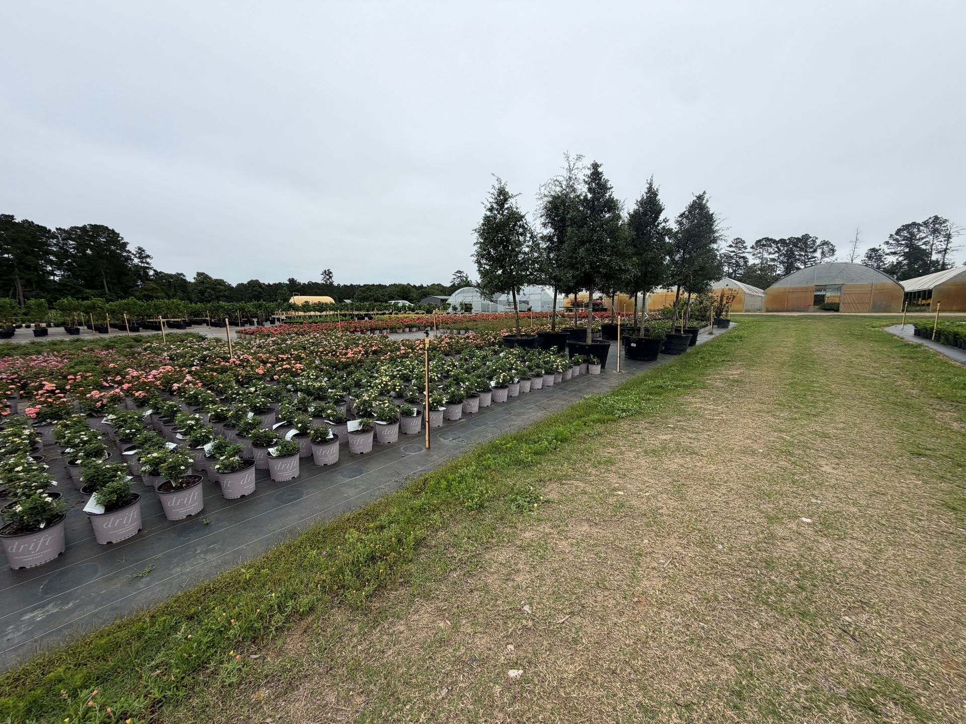 Rows of potted flowers in a nursery beside a grassy path under an overcast sky