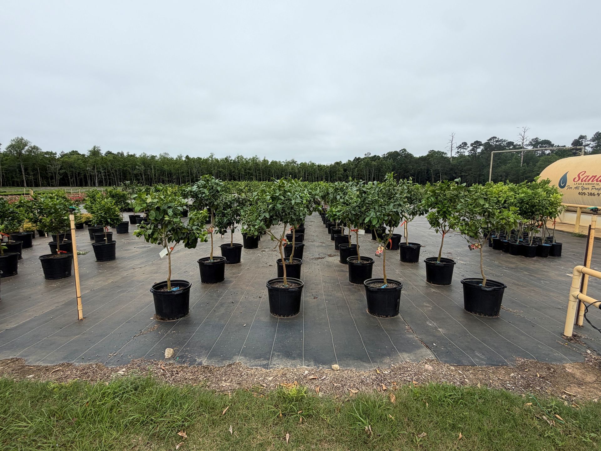 Rows of potted saplings in a nursery field under a cloudy sky