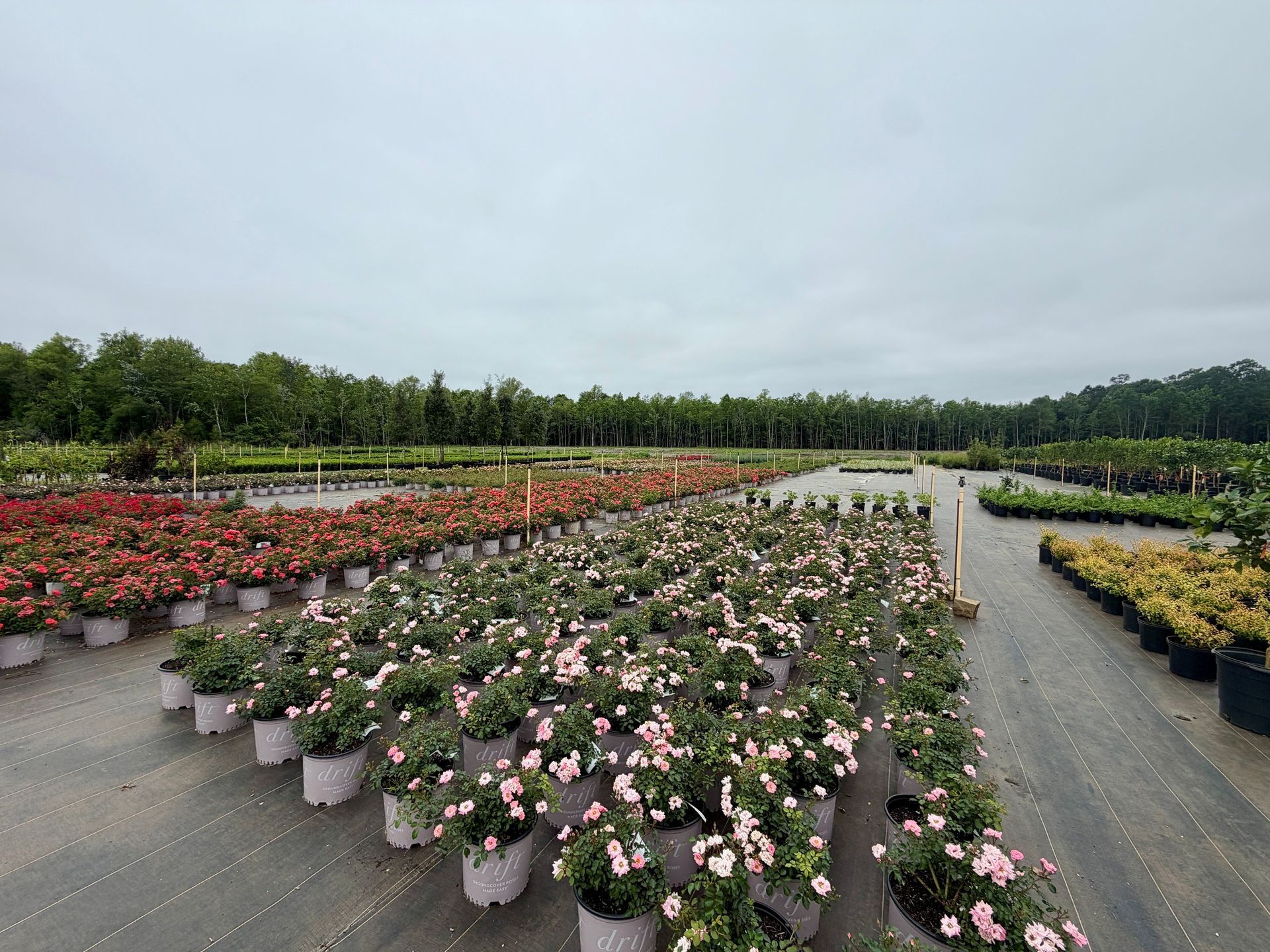 Rows of potted flowering plants in a nursery under a cloudy sky