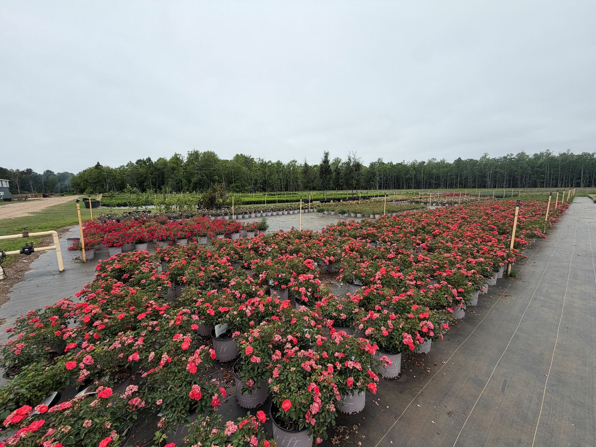 Rows of blooming red and pink flowers in a nursery field under an overcast sky
