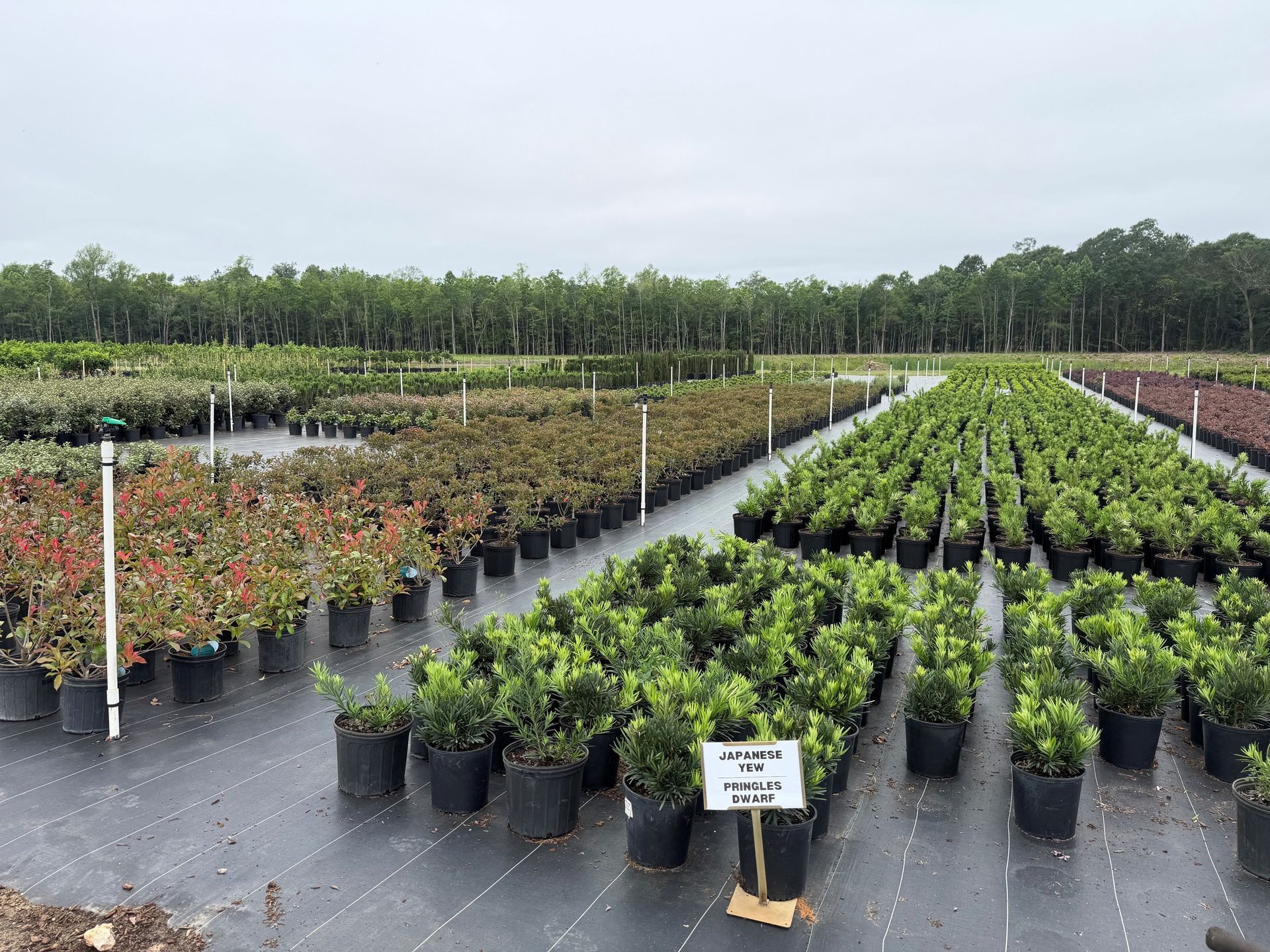 Rows of potted plants in a nursery, with irrigation hoses and a cloudy sky overhead
