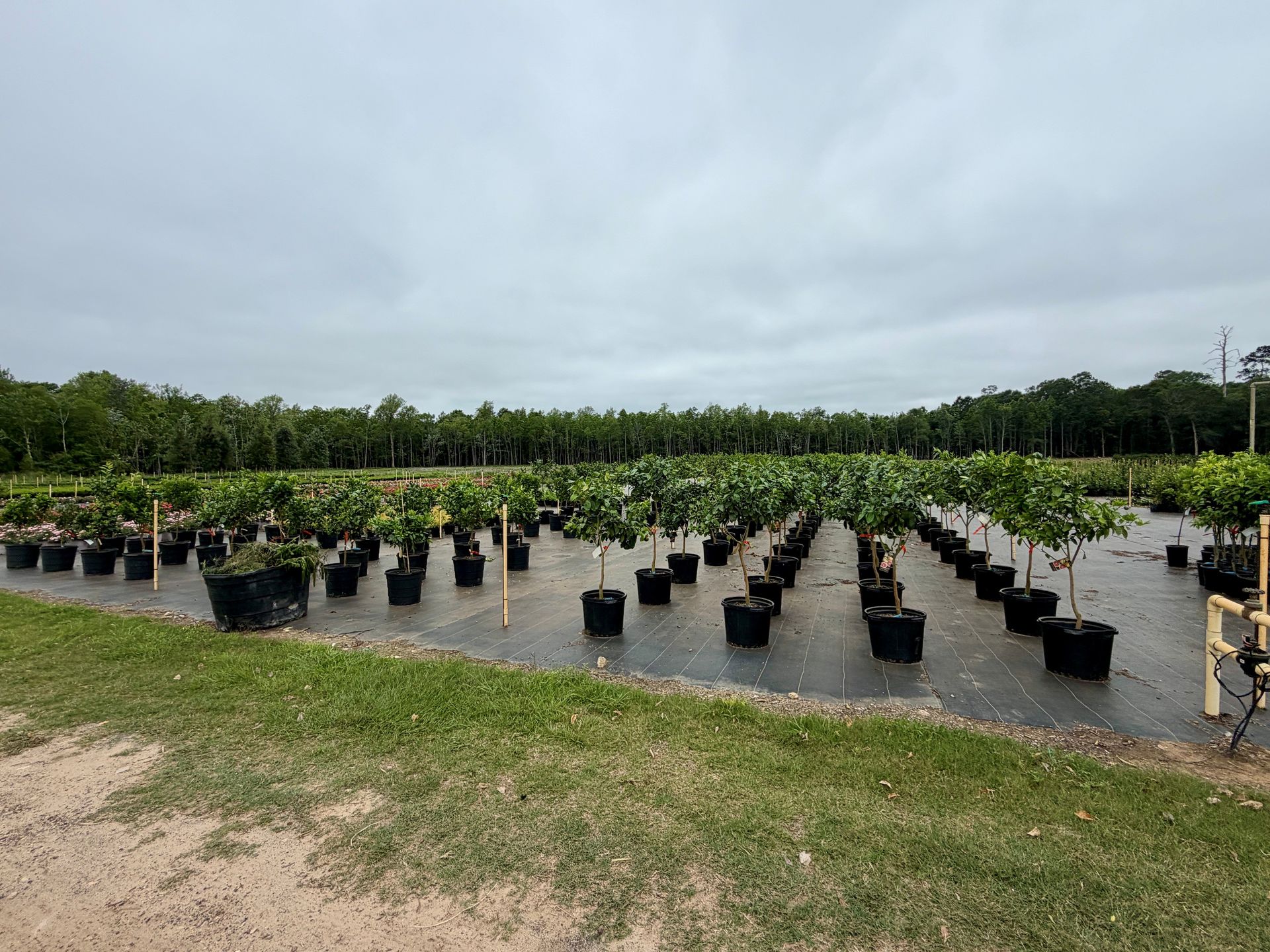 Rows of potted shrubs in a nursery under an overcast sky, with grass in the foreground.