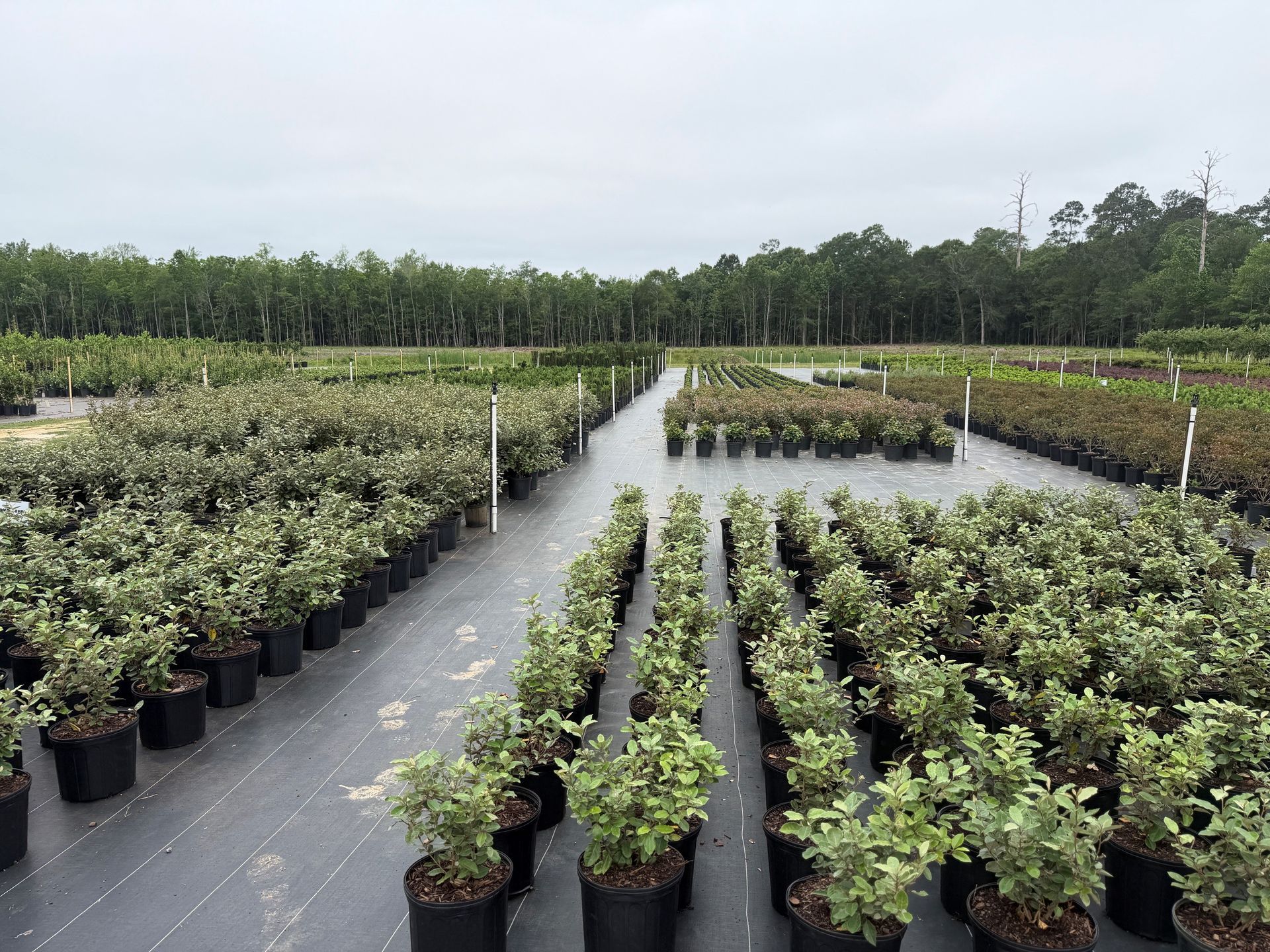 Rows of potted shrubs in a nursery field with black ground cover and trees in the background
