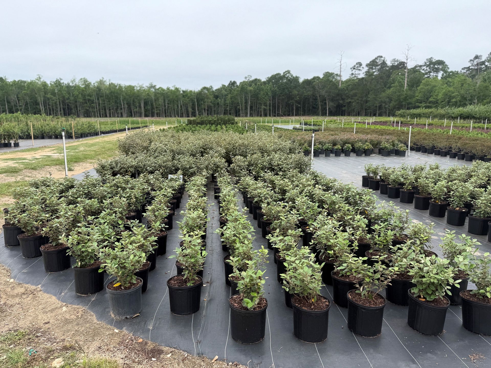 Rows of potted plants in a nursery field under an overcast sky