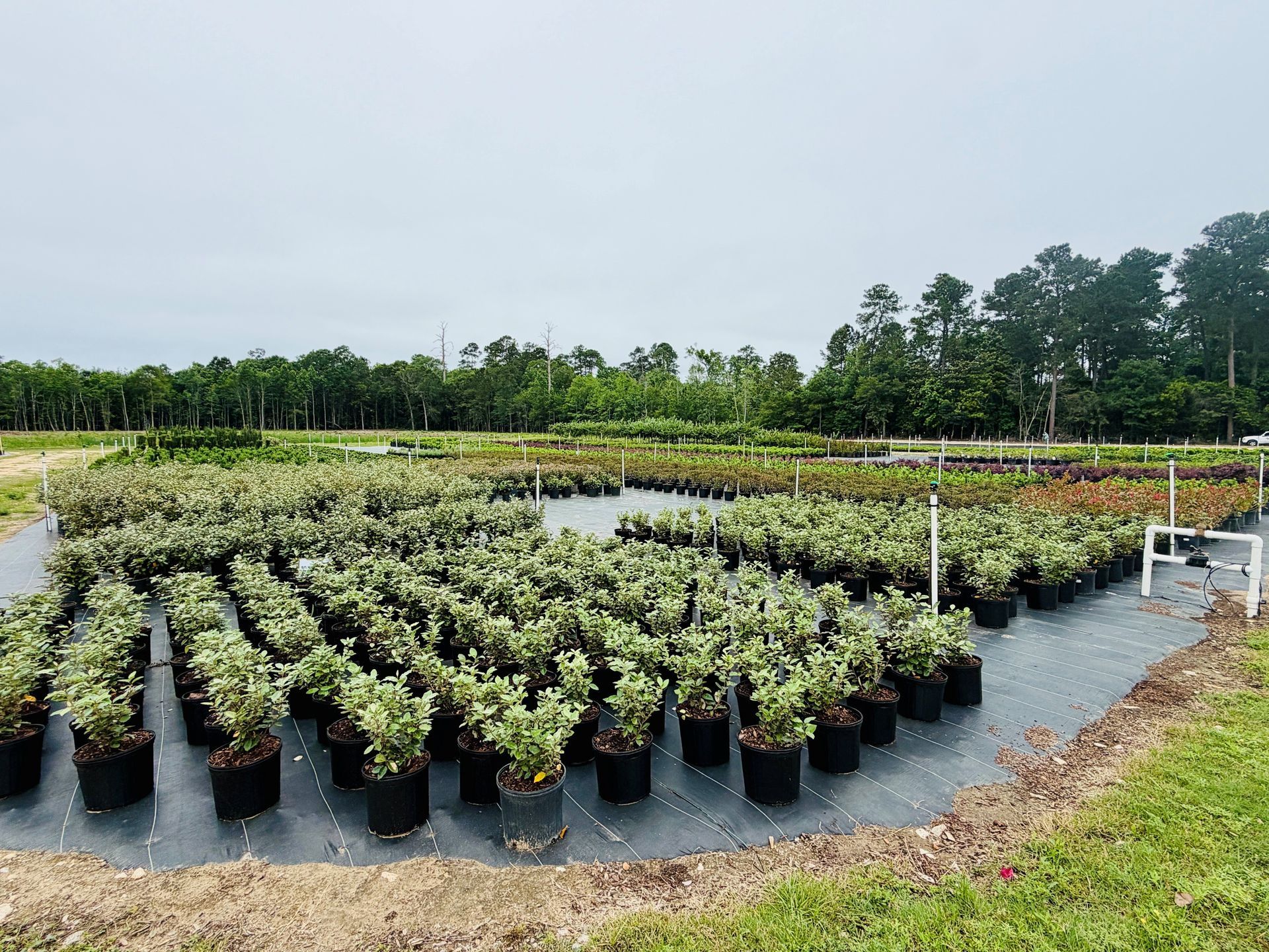 Rows of young plants in black pots at an outdoor nursery under a cloudy sky