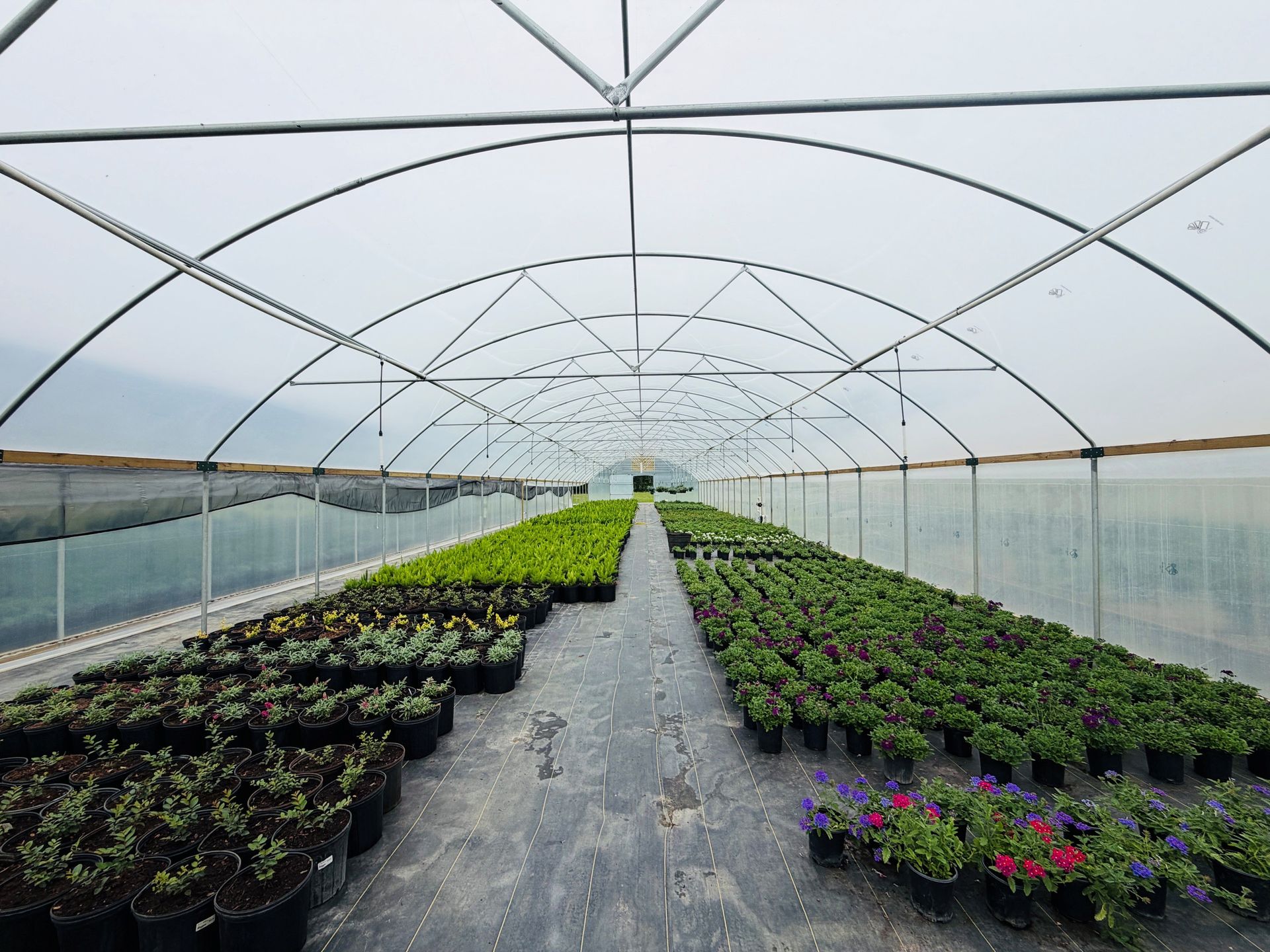 Greenhouse rows of potted seedlings under a curved plastic tunnel, with water on both sides
