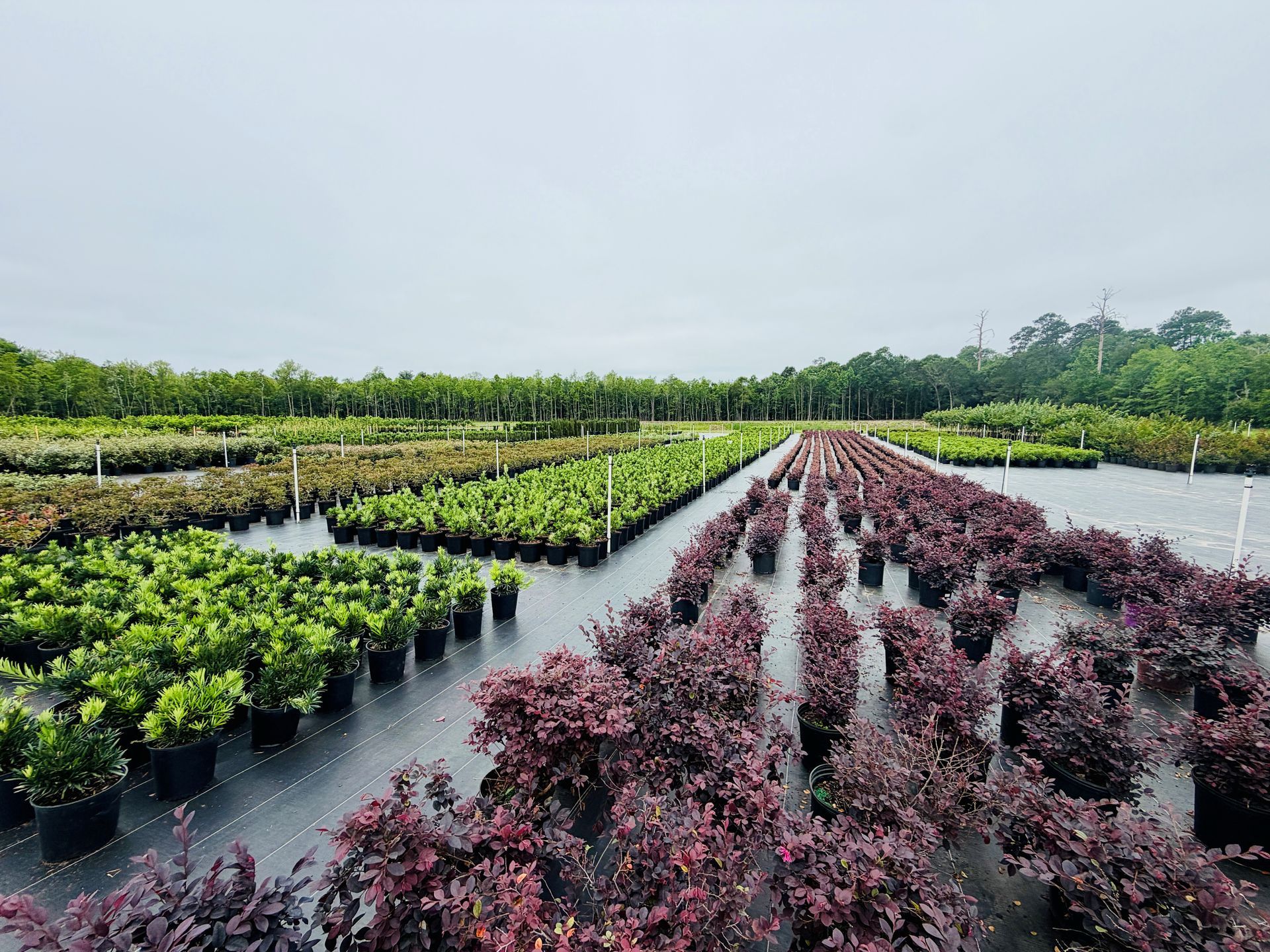 Rows of potted nursery plants in green and burgundy, growing in a flooded field under cloudy skies