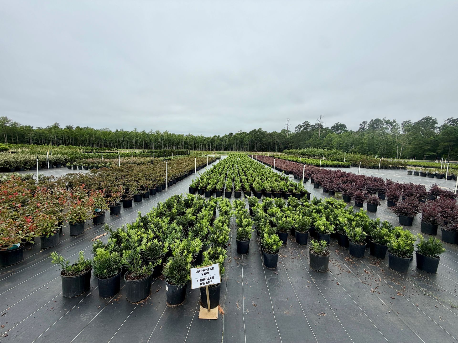 Rows of potted plants in a nursery under an overcast sky, with a small sign in front.