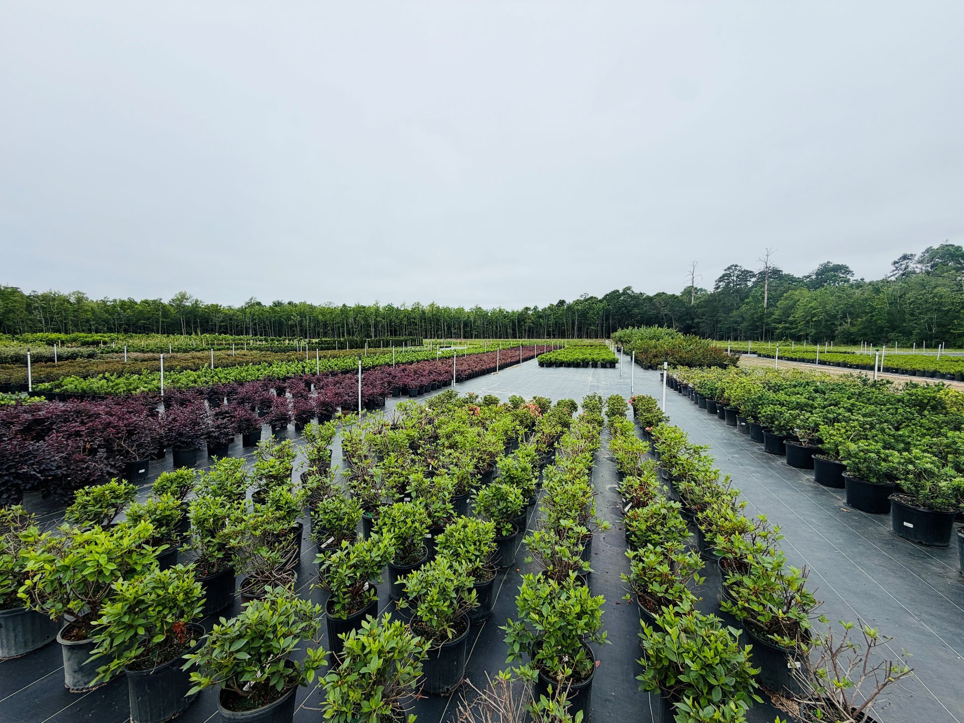 Rows of potted shrubs in a plant nursery under an overcast sky