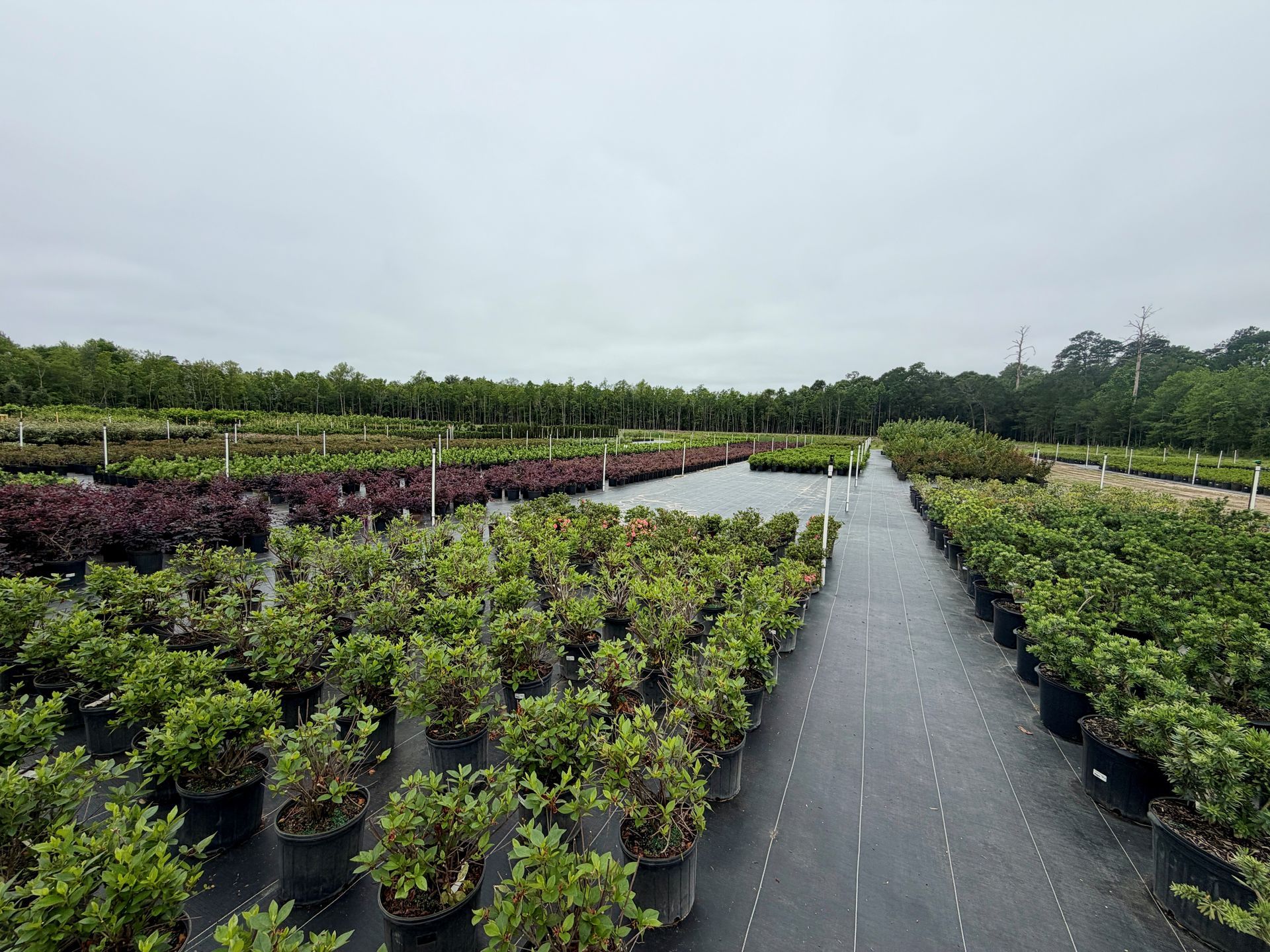 Rows of potted plants in a nursery, with a black walkway under an overcast sky.