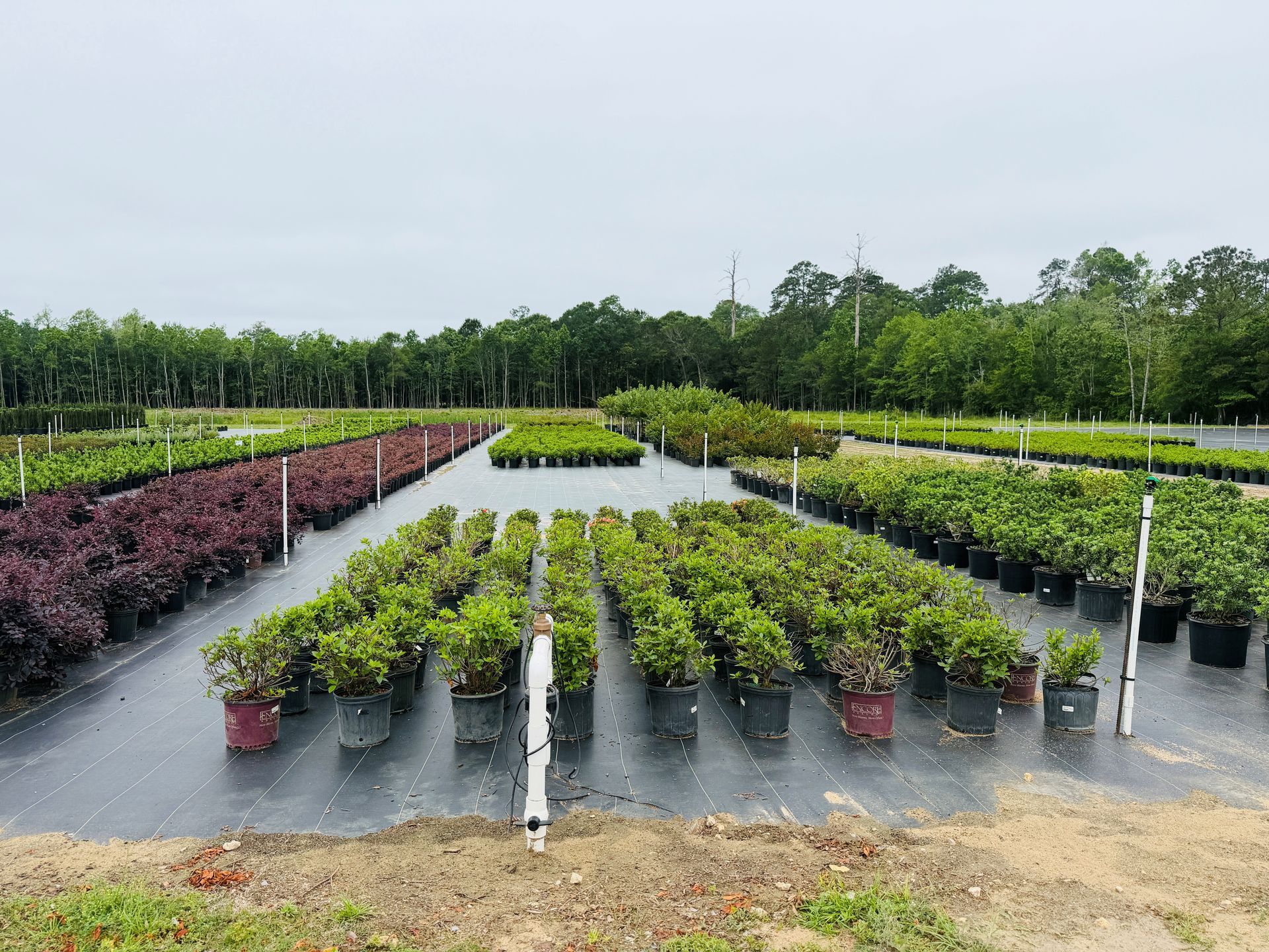 Rows of potted plants in a nursery, with green and purple foliage on black ground cover.