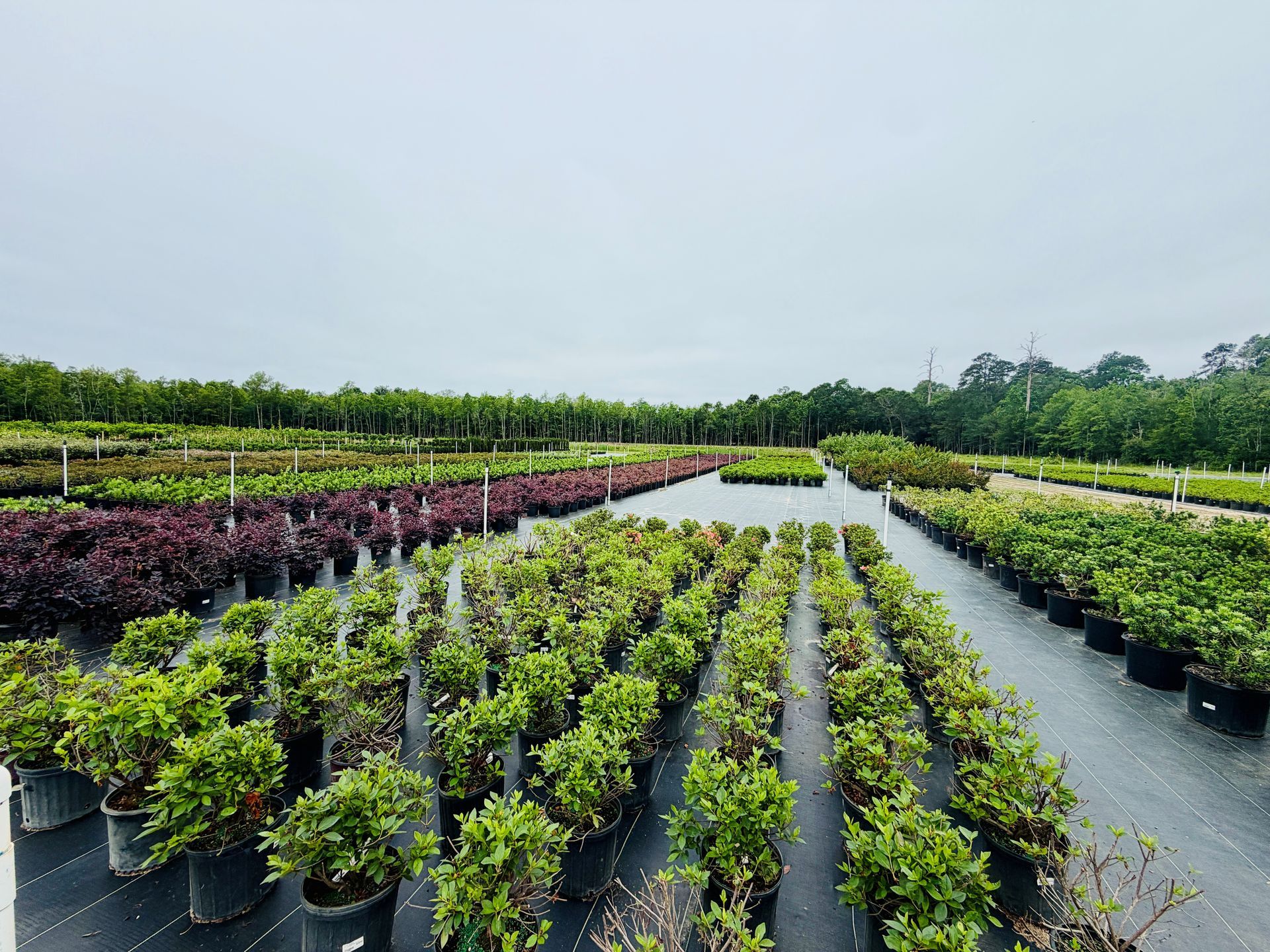 Rows of potted shrubs in a nursery under an overcast sky, with green and purple foliage on wet ground