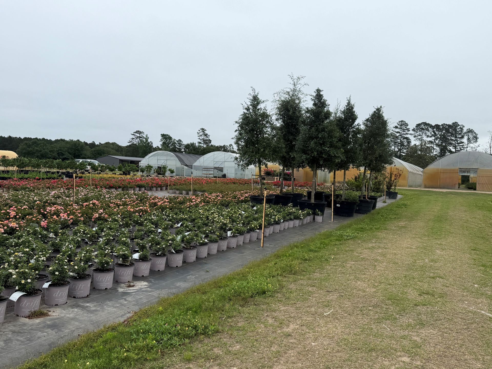 Rows of potted flowers and shrubs at a nursery beside a grassy path on an overcast day