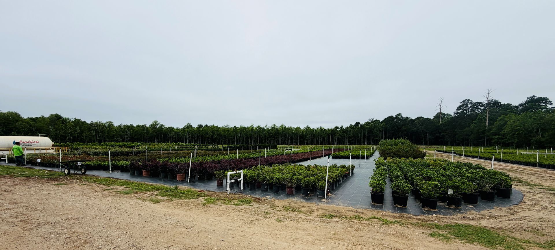 Rows of potted plants in a nursery beside a dirt road under an overcast sky