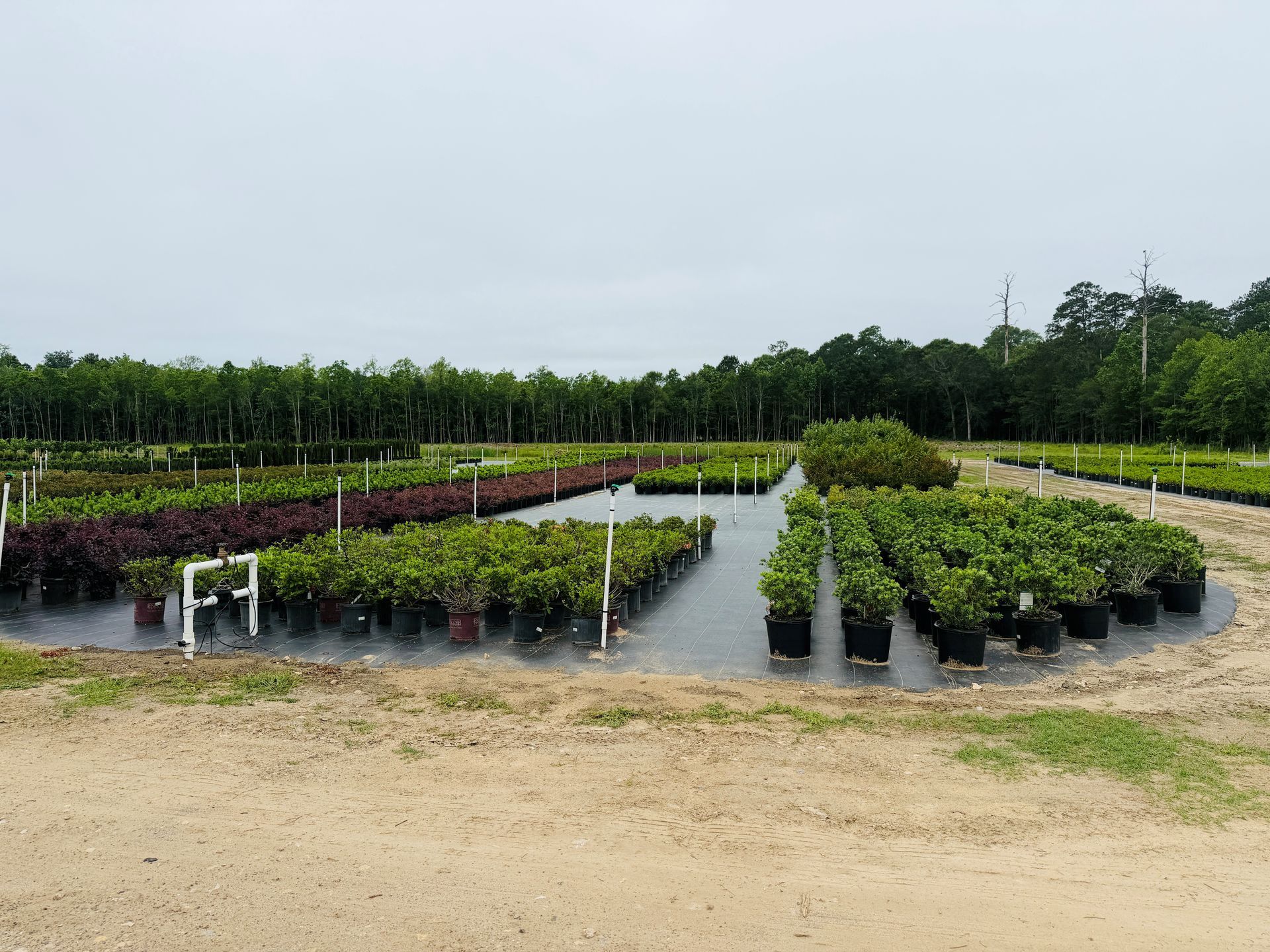 Rows of potted plants in a nursery beside a dirt road, with water-filled aisles under a cloudy sky