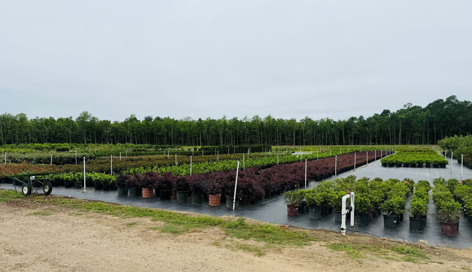 Rows of potted seedlings in a nursery, with black plastic ground cover and a dirt road in front.