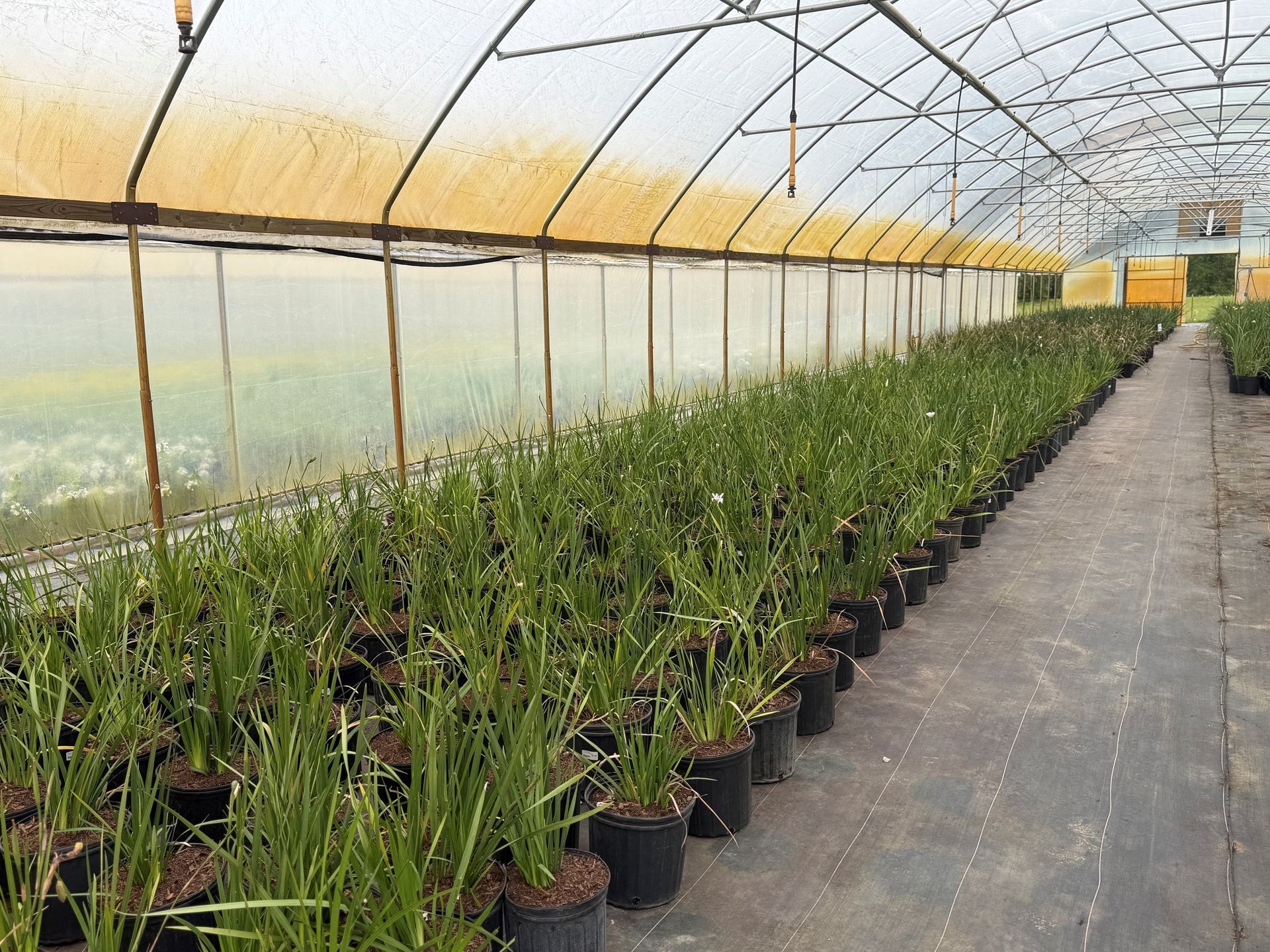 Rows of potted plants inside a greenhouse with a translucent roof and side walls