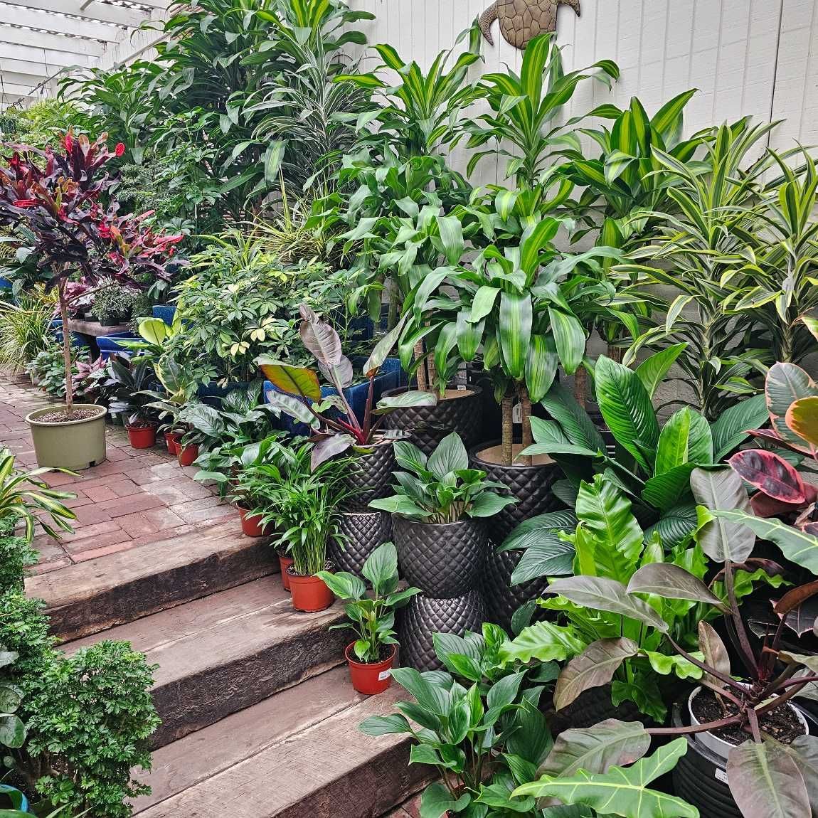 Garden Center Near Me | Deep Roots Garden Center