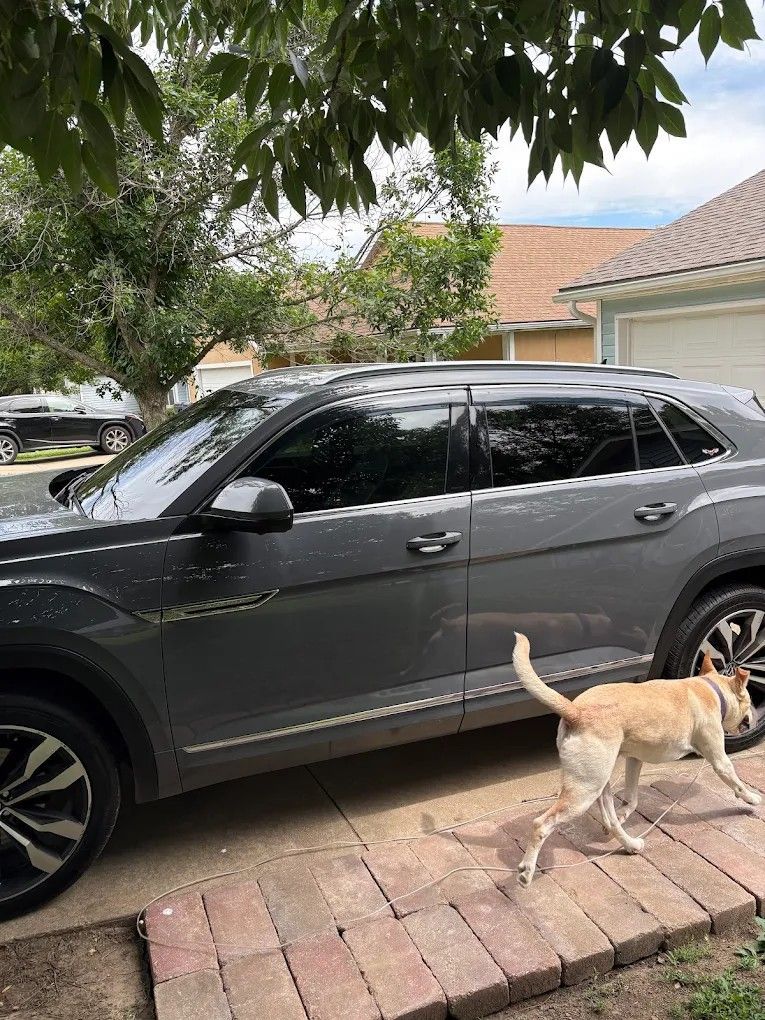 Gray SUV parked in driveway with a tan dog walking beside it under a leafy tree