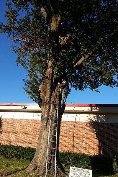 TREE MAINTENANCE