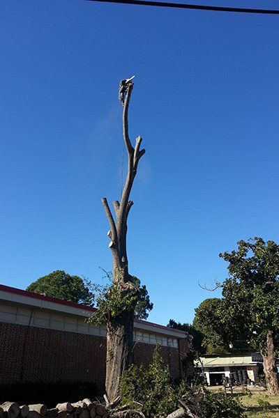 TREE REMOVING