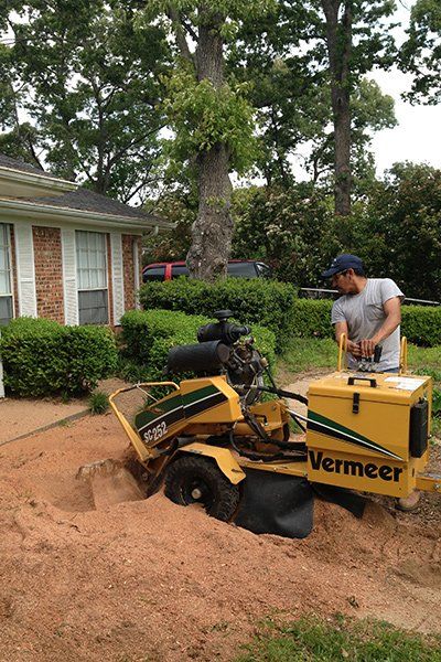 Removing hazardous trees and stumps
