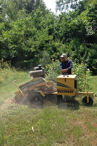 Removing hazardous trees and stumps