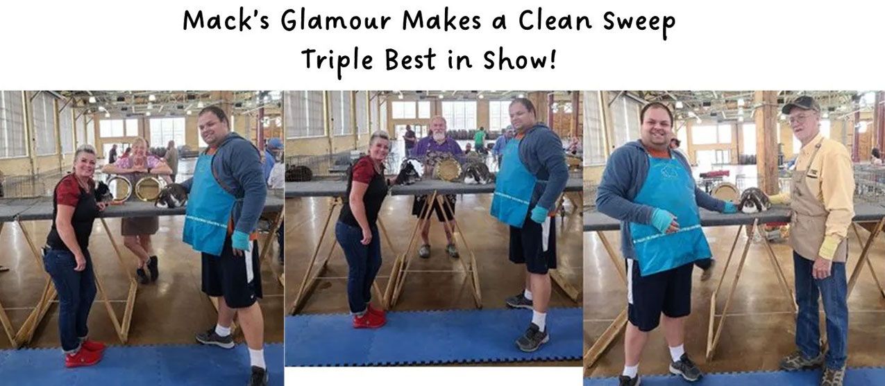 Mack 's glamour makes a clean sweep triple best in show !