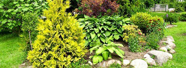 Shrubs | Vines | Spicer, MN