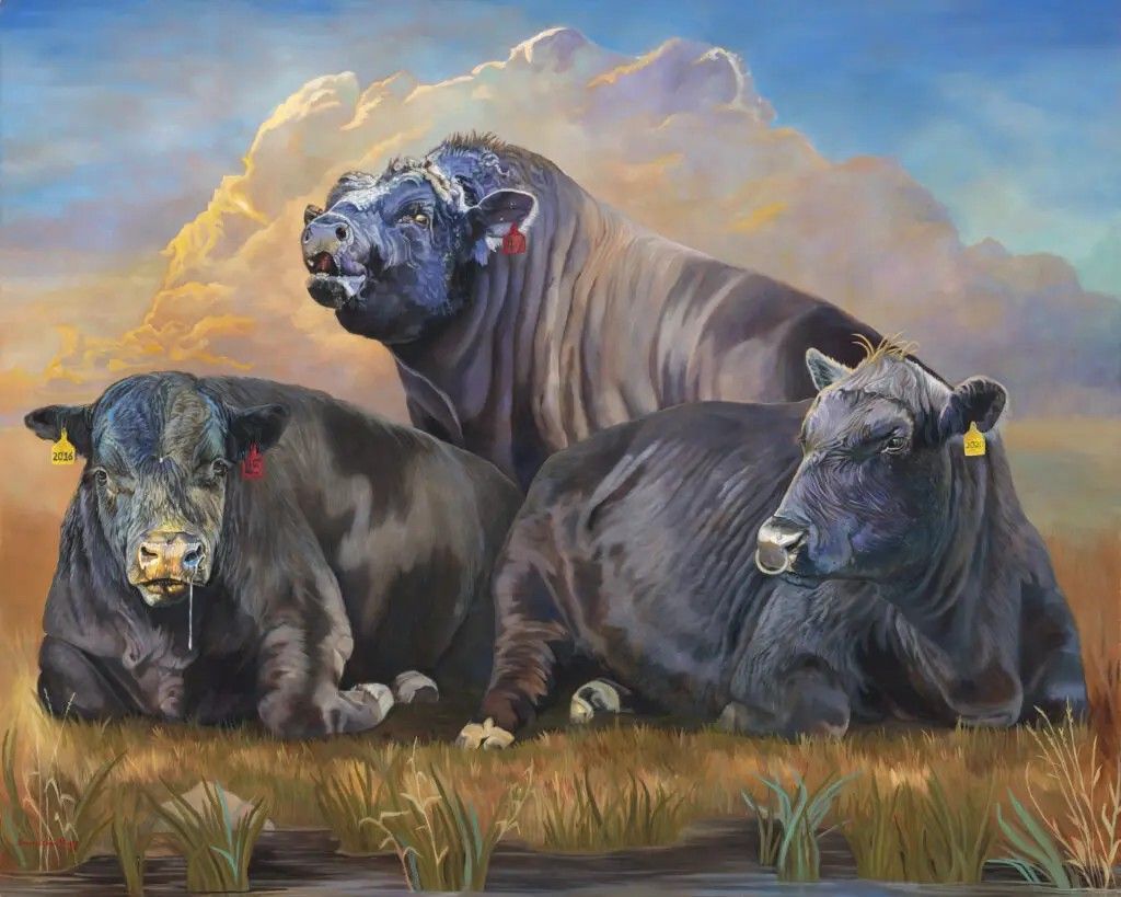 Three dark-furred cattle rest in a grassy field against a backdrop of dramatic, golden-hued clouds.