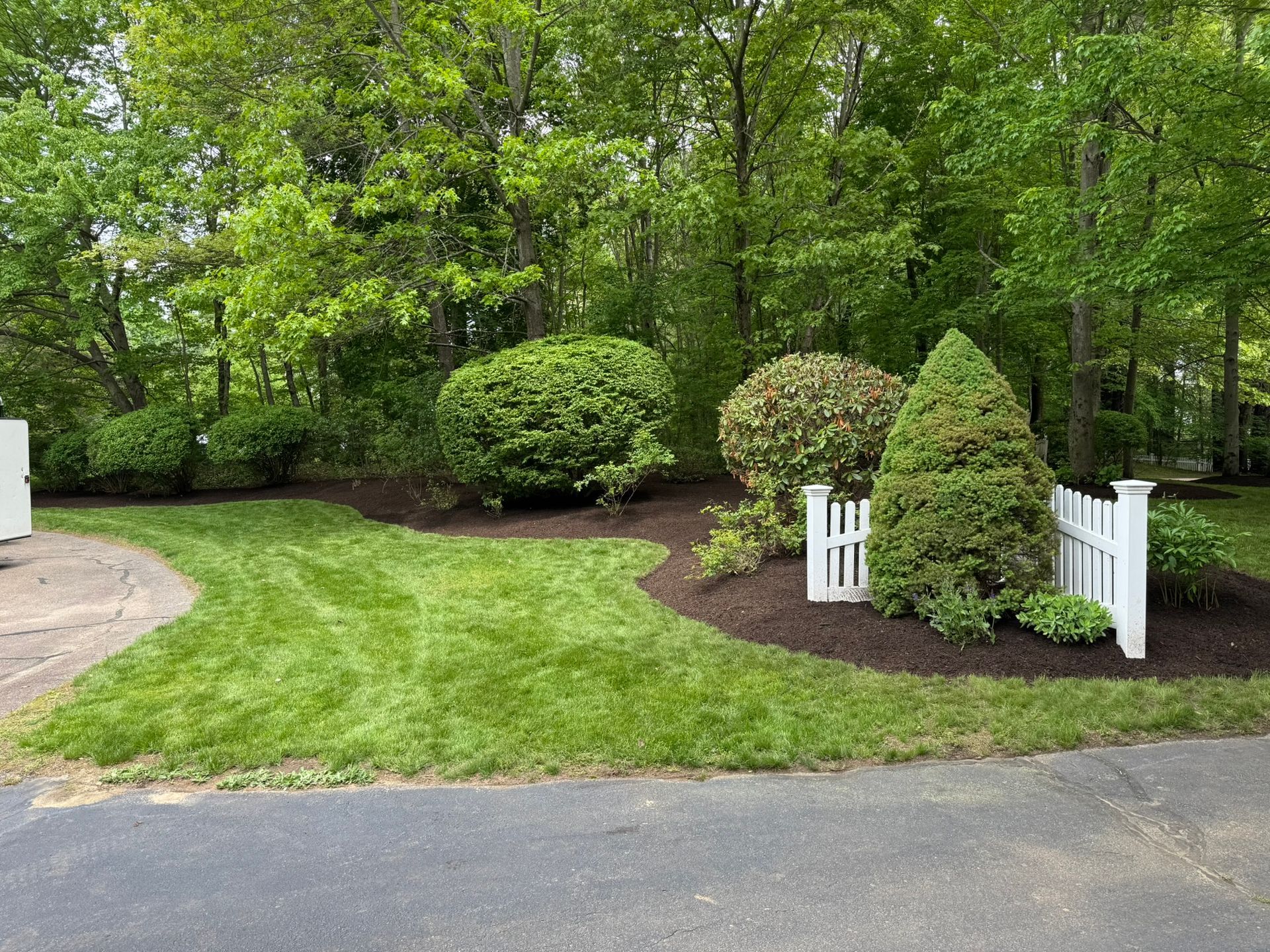 A landscaped yard featuring a green lawn, dark mulch beds, rounded shrubs, a conical evergreen, and a white picket fence.
