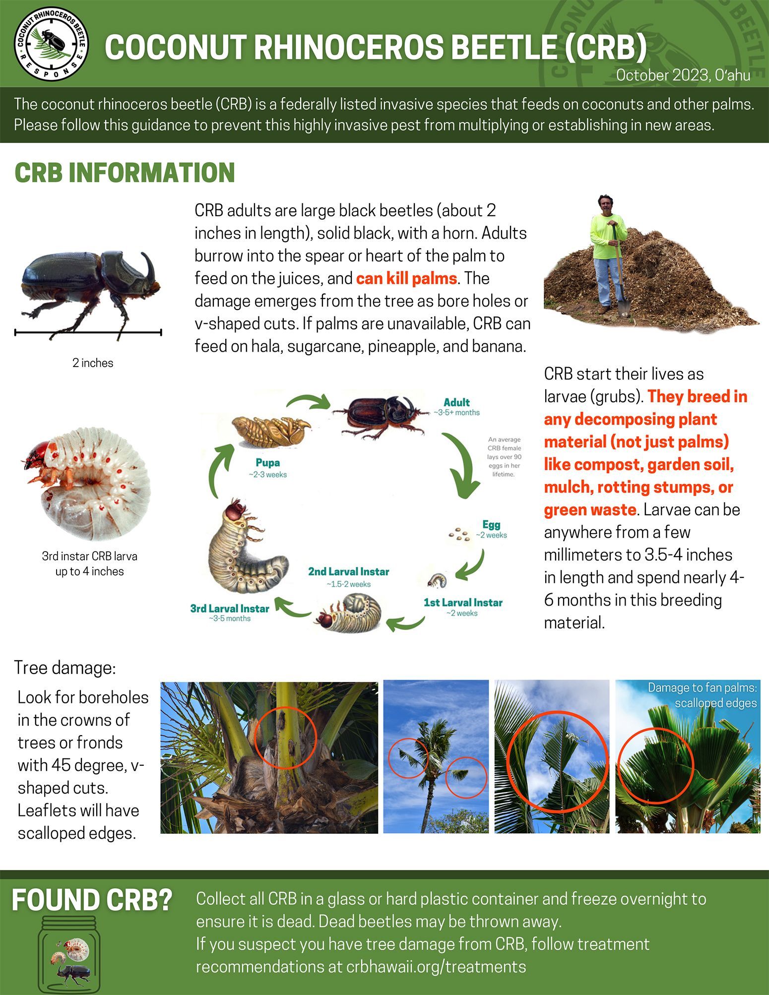 Coconut Rhinoceros Beetle (CRB)