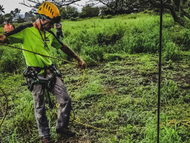 tree pruning training