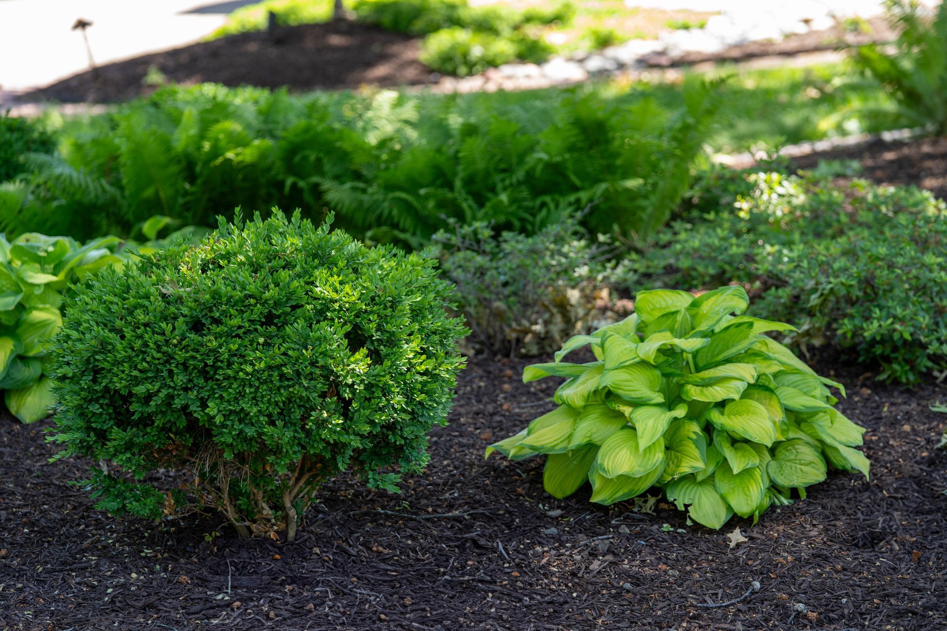 Well-kept garden bed with boxwood, hosta, and other green plants in dark soil.