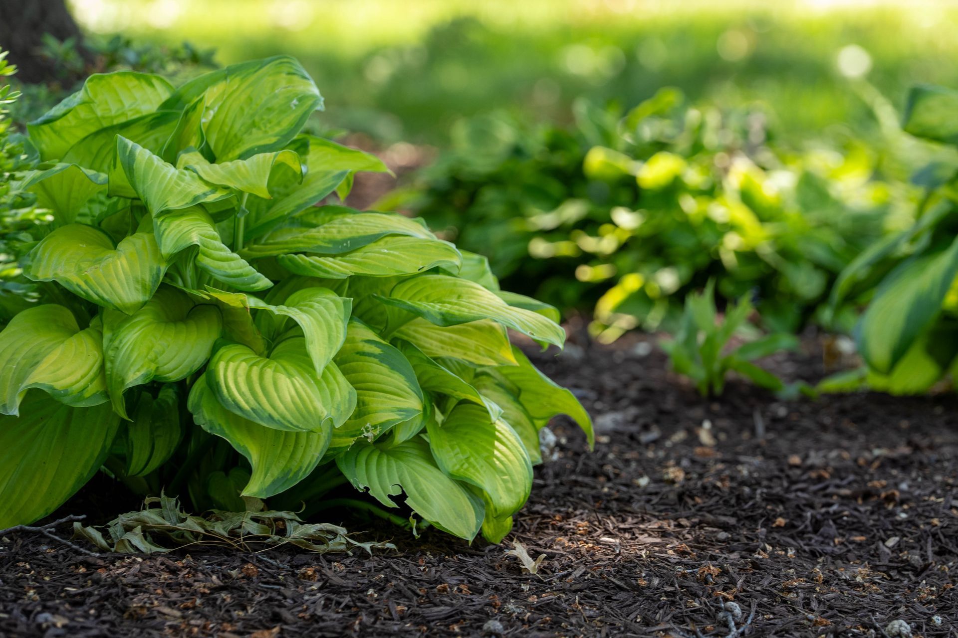 Green and yellow hosta plants in a garden bed with dark soil and blurred greenery in background.