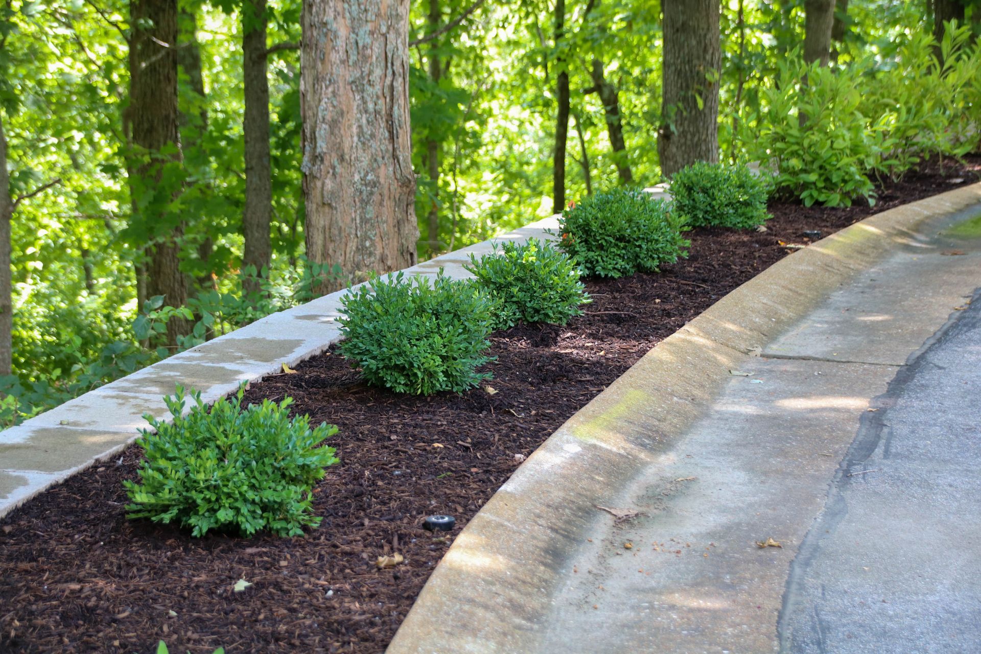 Row of green shrubs planted in dark mulch along a concrete curb, with trees in the background.