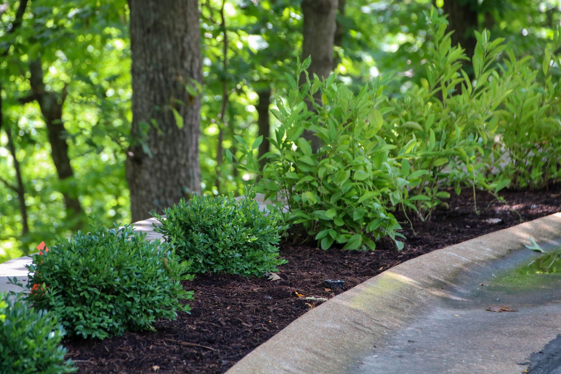 Green bushes line a dark mulched bed beside a concrete curb. Trees are in the background.
