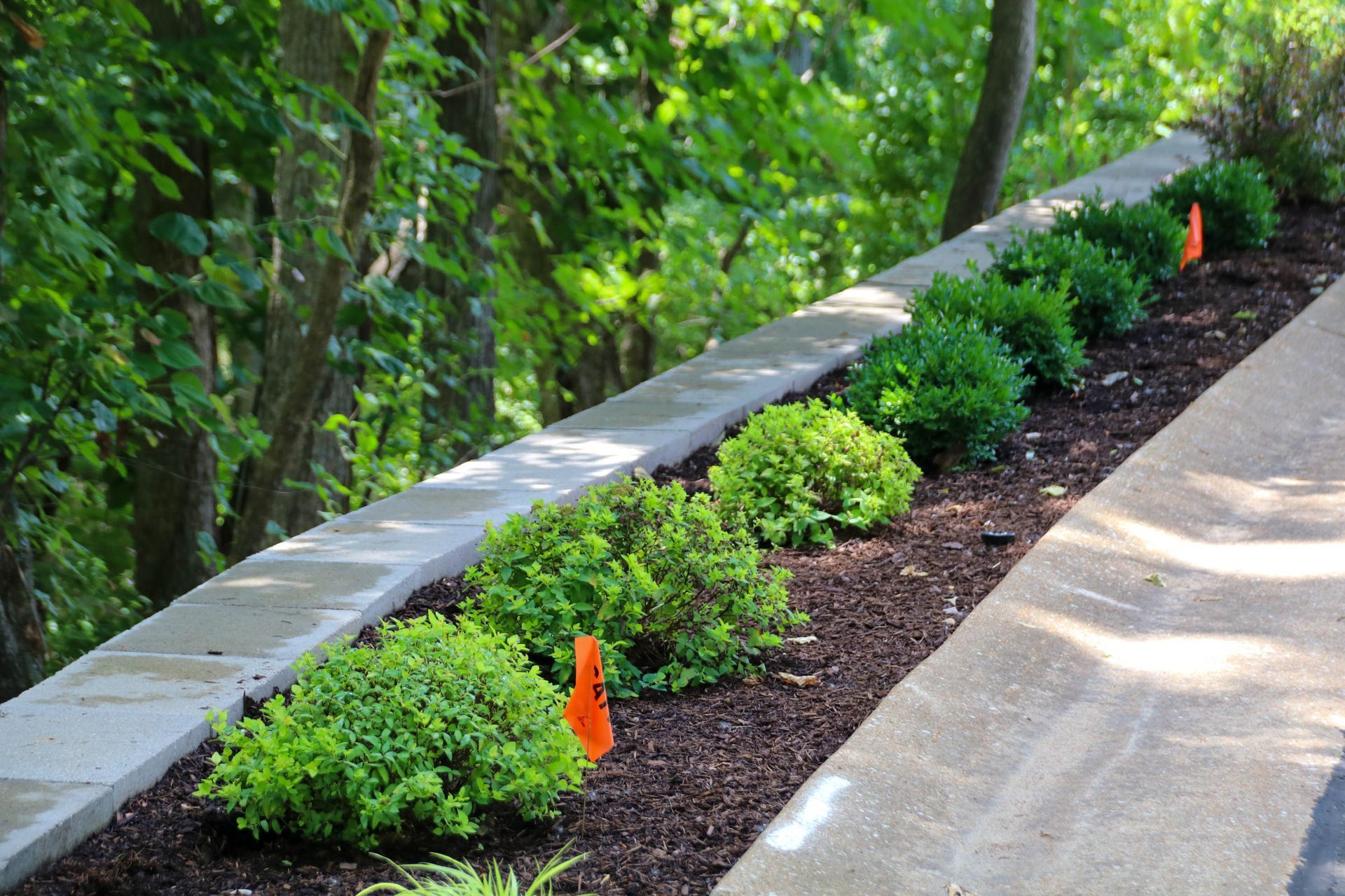 Row of green shrubs planted in brown mulch alongside a concrete border; trees in the background.