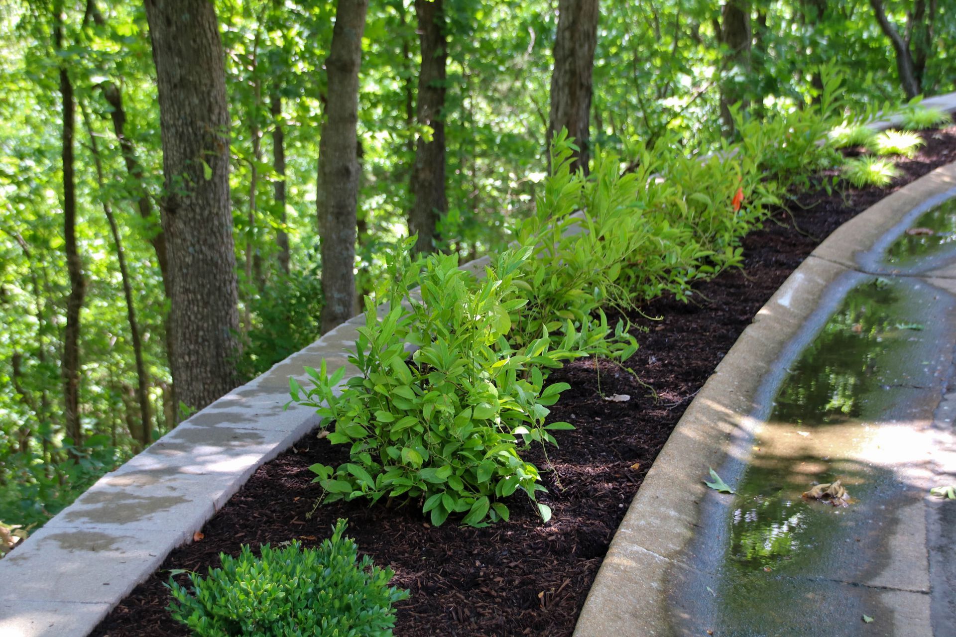 Green plants in a mulch bed along a curved driveway, with trees in the background.