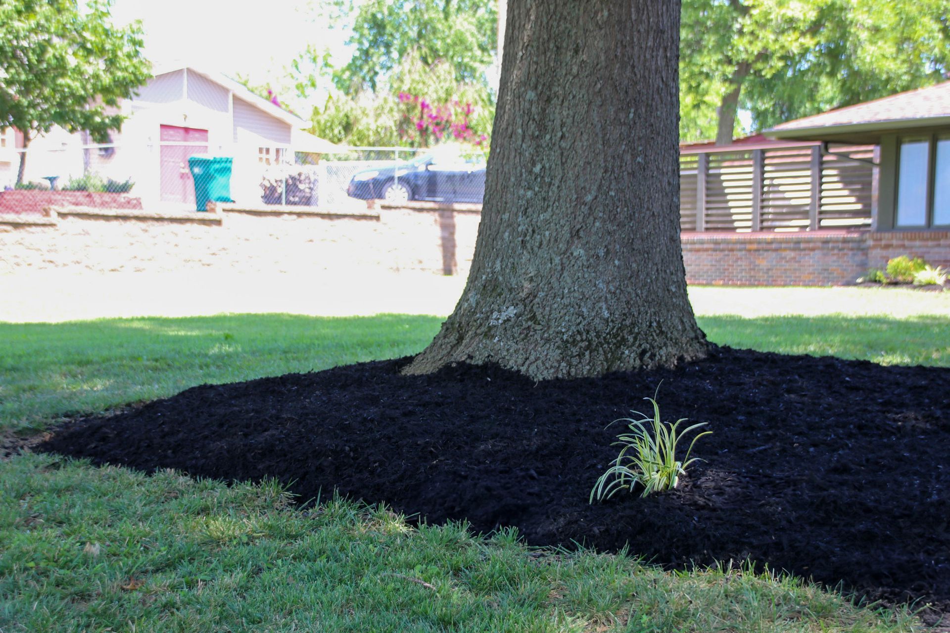 Large tree trunk surrounded by fresh black mulch in a grassy yard, houses in the background.