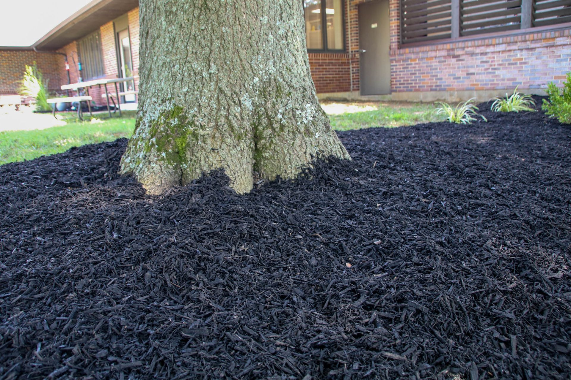 Black mulch surrounding a tree trunk in a grassy area, near a brick building.