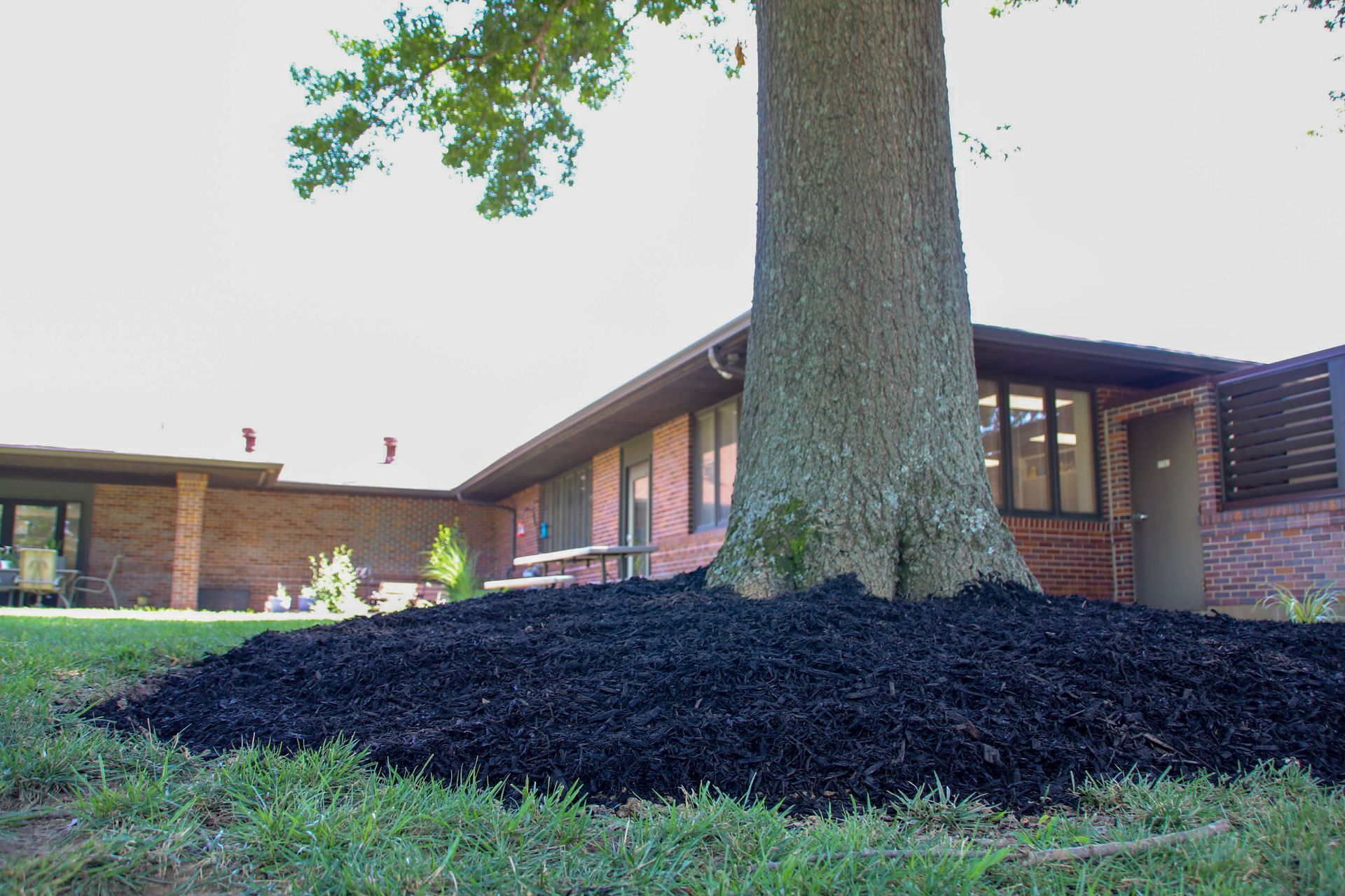 Tree trunk with black mulch base in front of a brick building on a sunny day.