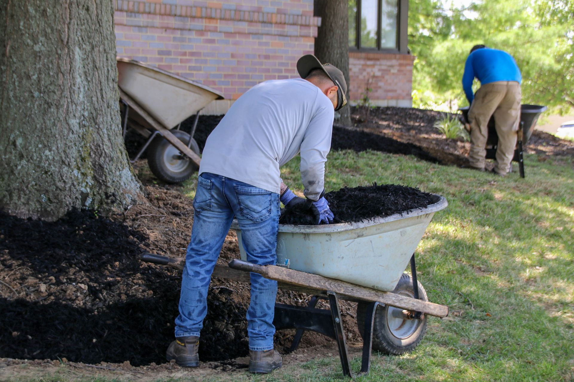 Two people mulching a yard, one near a tree, using wheelbarrows.