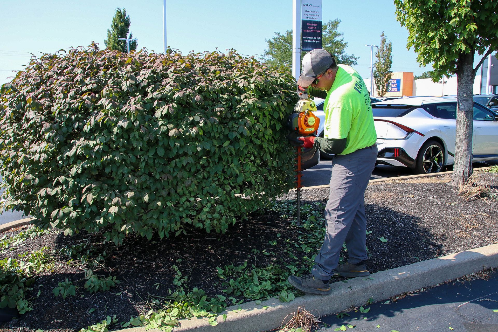 Man trimming a large green bush with hedge trimmers next to a curb and parked cars.