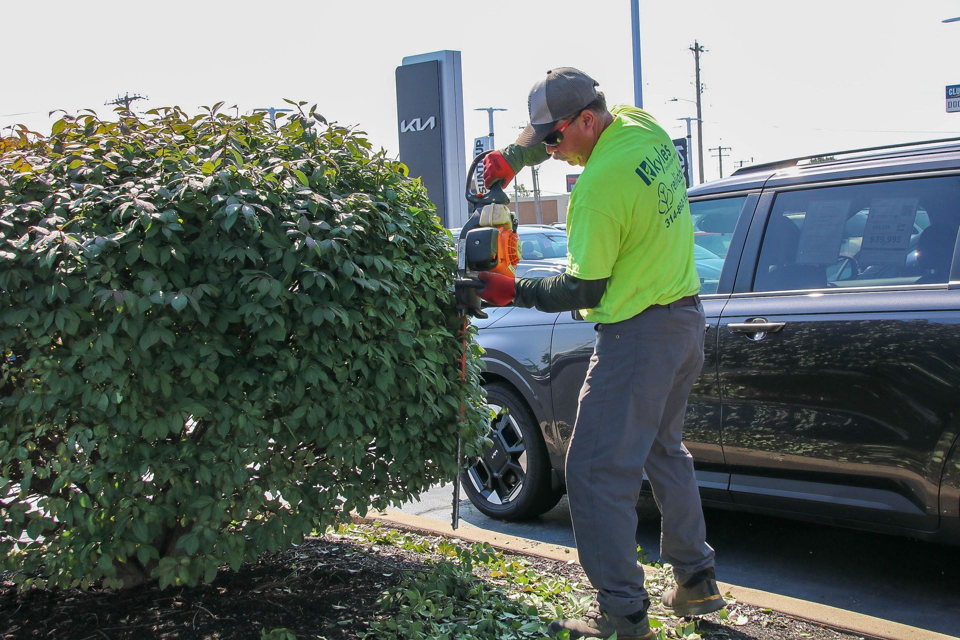 Man trimming a large bush with power shears next to a black car and KIA dealership sign.