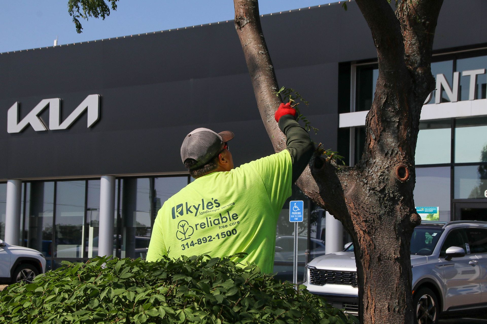 Man trimming a tree in front of a Kia dealership.